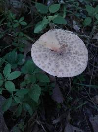 Amanita rubescens image