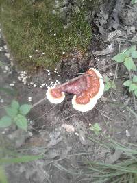 Ganoderma lucidum image