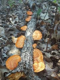 Pycnoporus cinnabarinus image