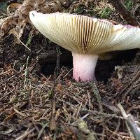 Russula xerampelina image