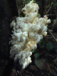 Hericium americanum image