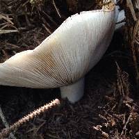 Russula xerampelina image