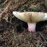 Russula xerampelina image