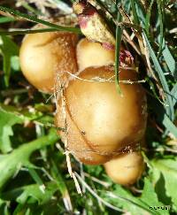 Psathyrella candolleana image