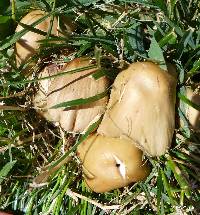 Psathyrella candolleana image