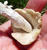 Psathyrella candolleana image