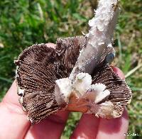 Psathyrella candolleana image