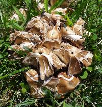 Psathyrella candolleana image