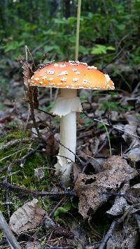 Amanita muscaria image