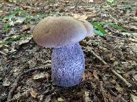 Tylopilus plumbeoviolaceus image