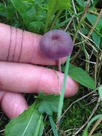 Laccaria amethystina image