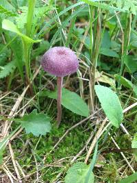 Laccaria amethystina image