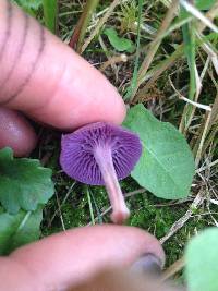 Laccaria amethystina image