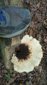 Polyporus squamosus image