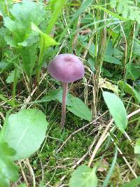 Laccaria amethystina image