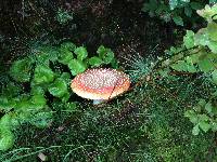 Amanita muscaria image