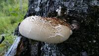 Piptoporus betulinus image