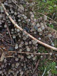 Coprinellus disseminatus image