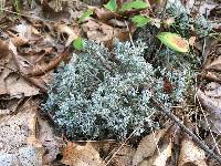 Cladonia rangiferina image