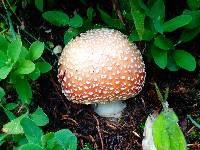 Amanita muscaria image