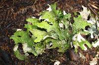 Lobaria pulmonaria image