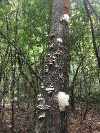 Tremella fuciformis image