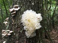 Tremella fuciformis image