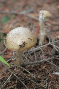 Amanita amerirubescens image