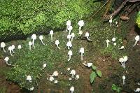 Coprinellus disseminatus image