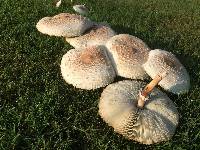 Chlorophyllum molybdites image