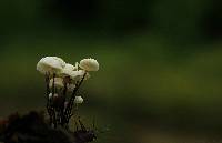 Marasmius rotula image