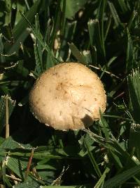 Agrocybe pediades image