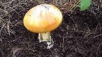 Amanita caesarea image