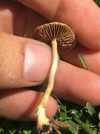 Agrocybe pediades image