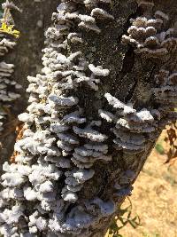 Schizophyllum commune image