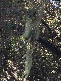 Ramalina menziesii image