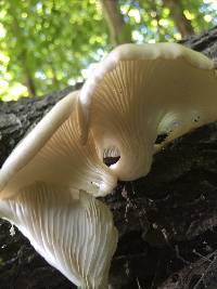 Pleurotus pulmonarius image