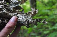 Lobaria pulmonaria image