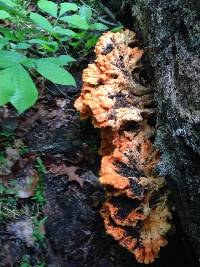 Laetiporus sulphureus image