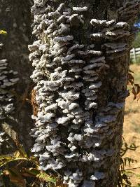 Schizophyllum commune image