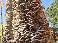 Schizophyllum commune image