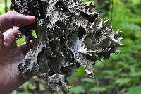 Lobaria pulmonaria image