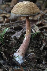 Austroboletus gracilis image