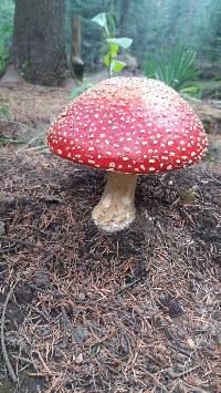 Amanita muscaria image