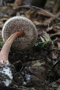 Austroboletus gracilis image