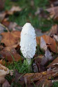 Coprinus comatus image