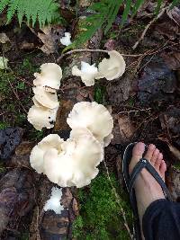 Pleurotus ostreatus image