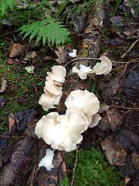 Pleurotus ostreatus image