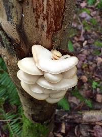 Pleurotus ostreatus image