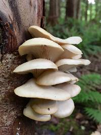 Pleurotus ostreatus image